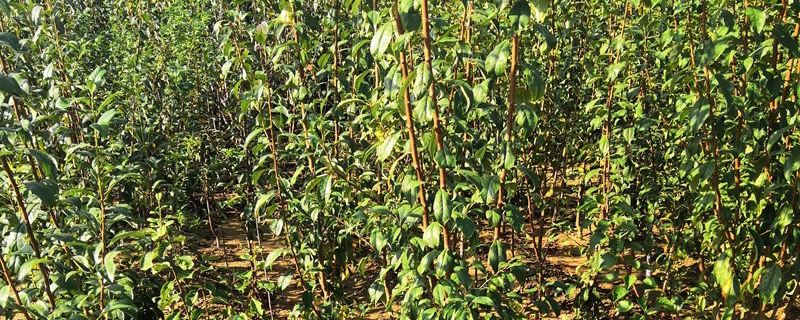 2022年农村种植什么果树赚钱