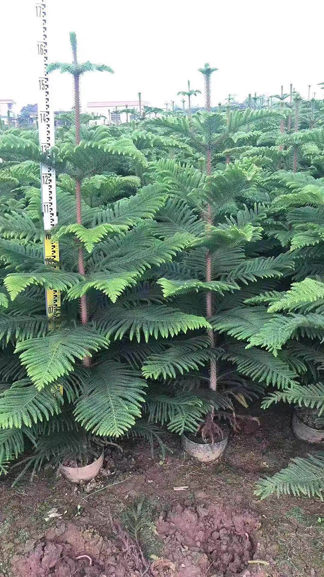 小叶南洋杉