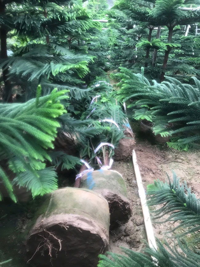小叶南洋杉