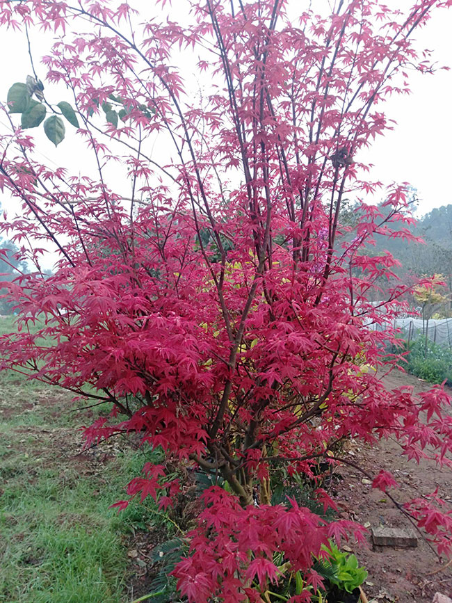 美国红枫前景怎么样?2020年种植美国红枫秋火焰前景如何?