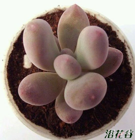 美人多肉植物的常见品种