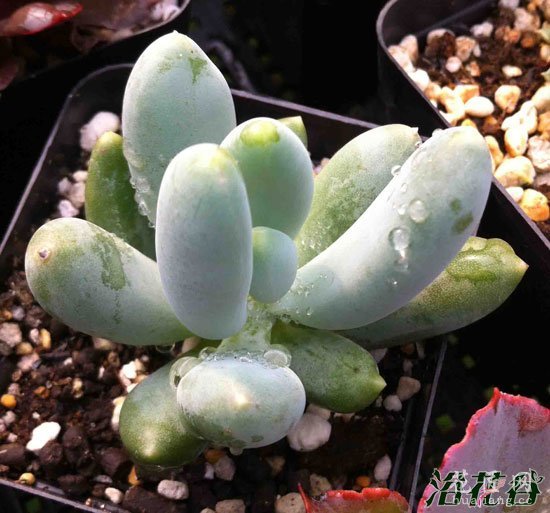 美人多肉植物的常见品种