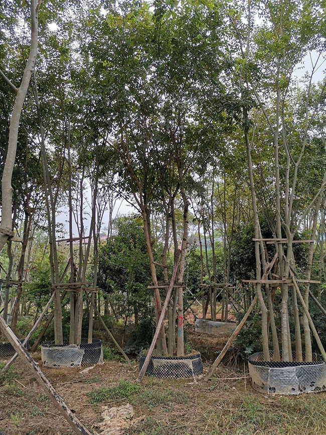 朴树怎么栽成活率高?种植朴树的前景怎么样?