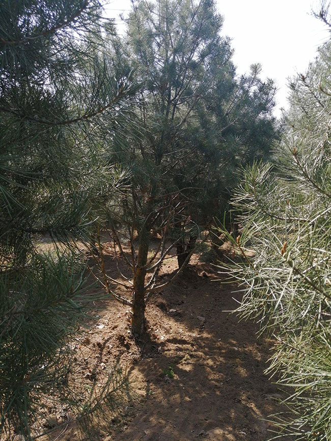 种植白皮松树的前景好吗?白皮松的种植方法