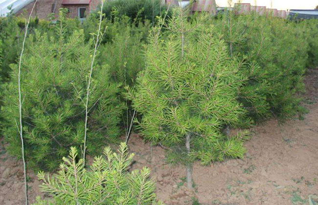 种植白皮松树的前景好吗?白皮松的种植方法