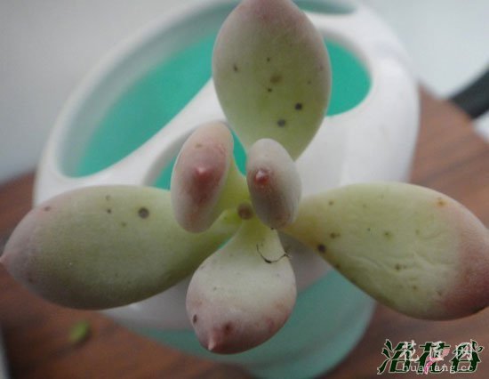 美人多肉植物的常见品种