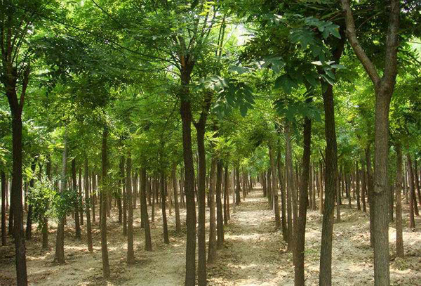 国槐和速生槐哪个好卖？2020年国槐种植前景