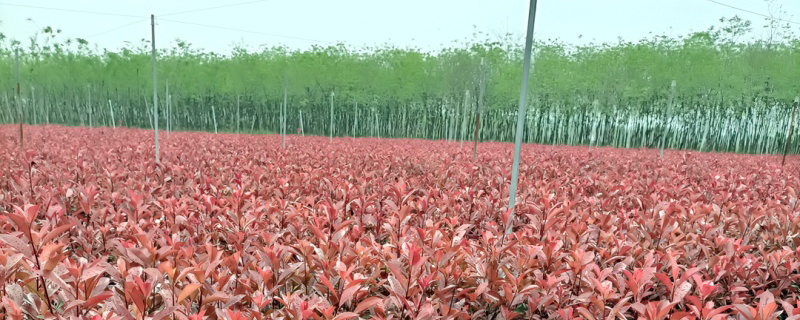 红叶石楠