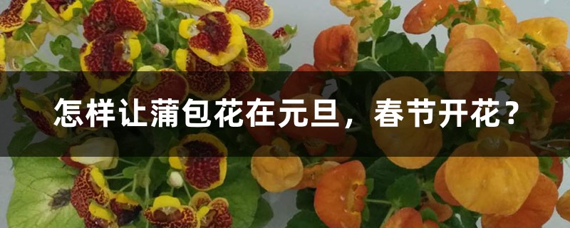 怎样让蒲包花在元旦，春节开花？