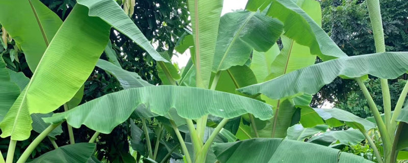 2022香蕉的种植前景如何