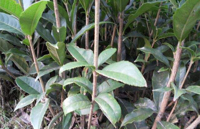 现在桂花苗多少钱一棵?怎么培养桂花树苗?