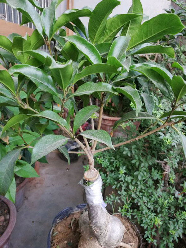 现在桂花苗多少钱一棵?怎么培养桂花树苗?