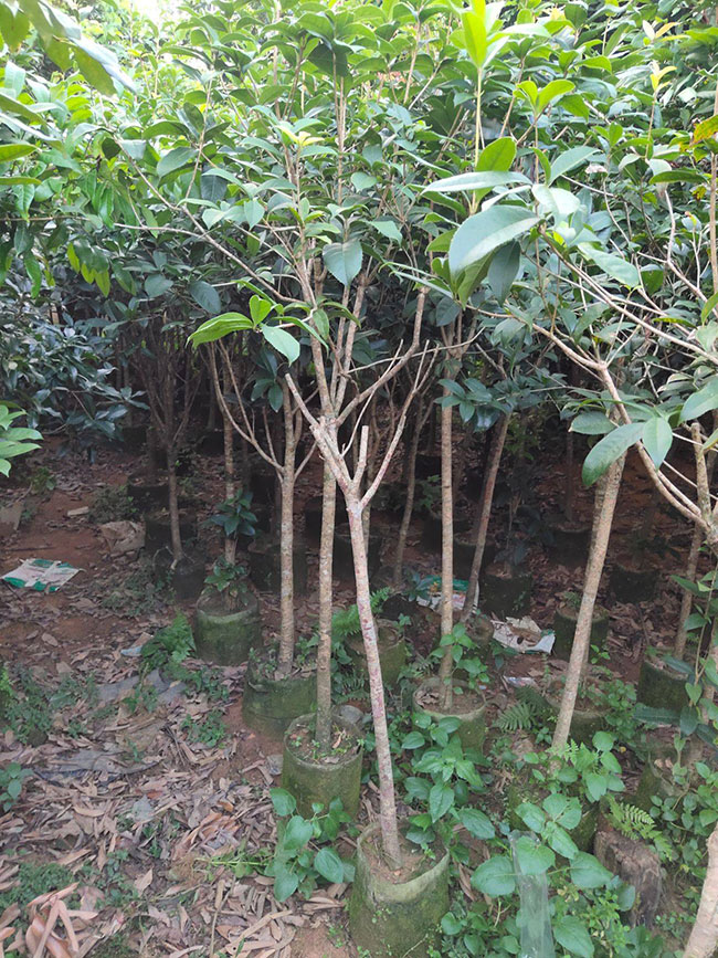 现在桂花苗多少钱一棵?怎么培养桂花树苗?