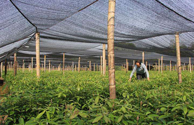 金丝楠木树多少钱一棵?2020年金丝楠木树苗价格行情