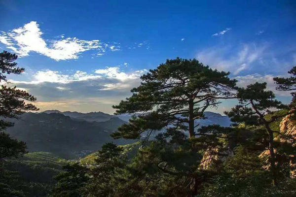 松树