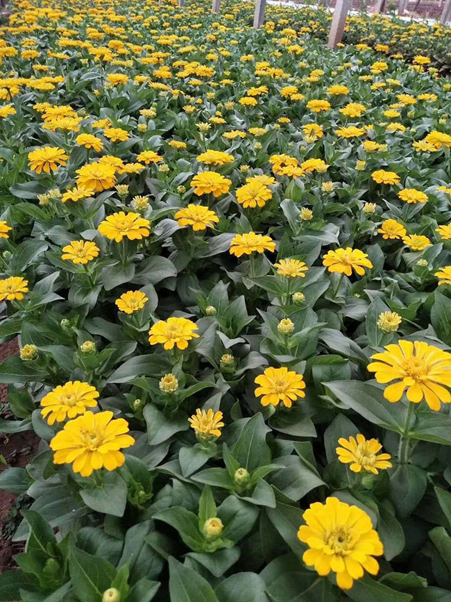 东安苗木市场销售旺