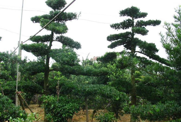 罗汉松造型苗