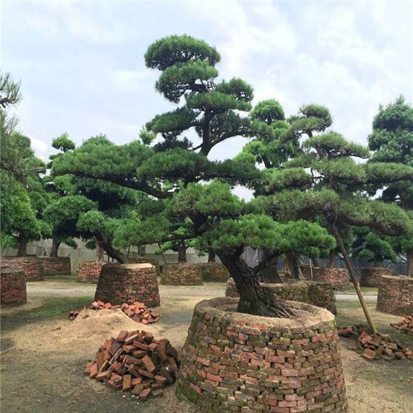 罗汉松