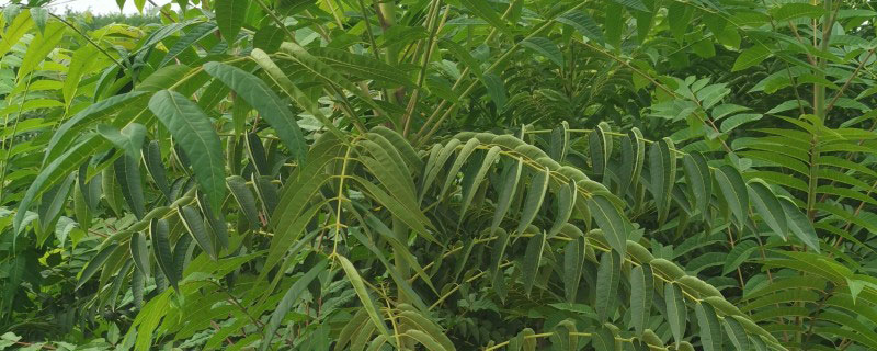 2022年蔬菜种植前景如何