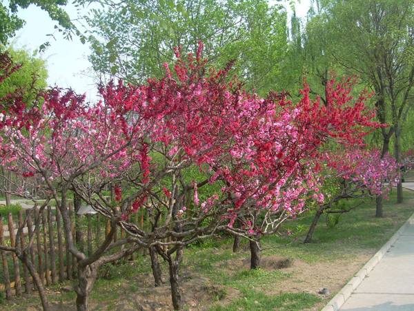 碧桃