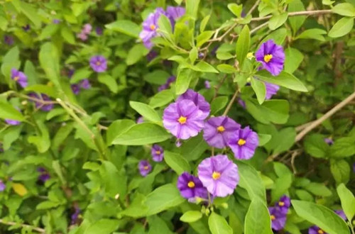 u=1882806874,3204219295&fm=253&fmt=auto&app=138&f=JPEG.webp_副本.jpg