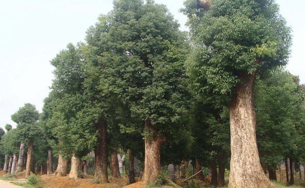 香樟树