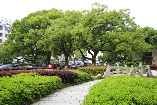 现在移栽香樟多少钱一棵？2020移植香樟价格行情