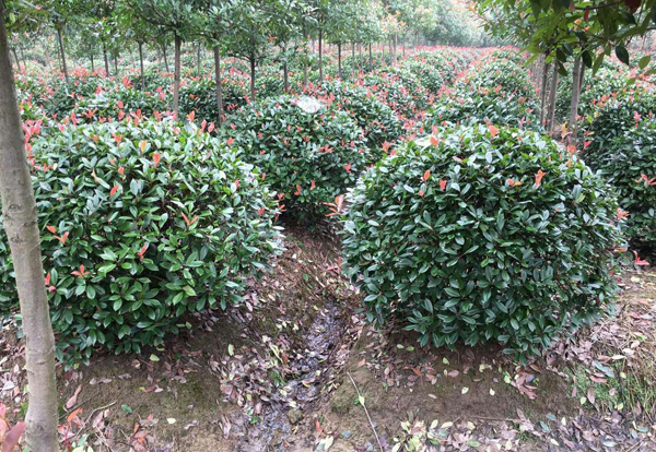 红叶石楠哪个品种最好？2020红叶石楠种植前景
