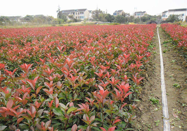 红叶石楠小苗基地实拍