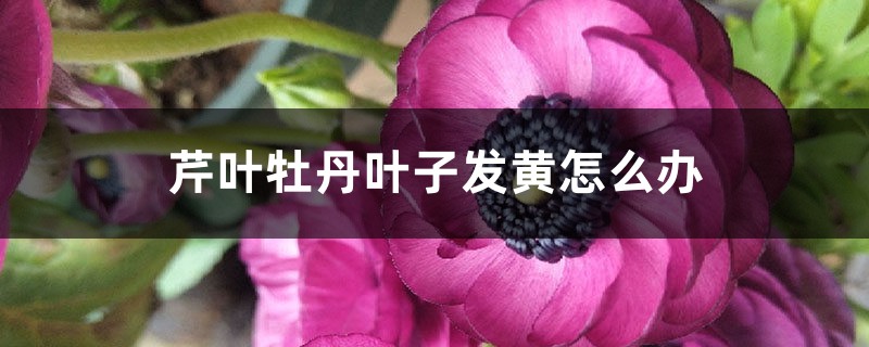 芹叶牡丹叶子发黄怎么办
