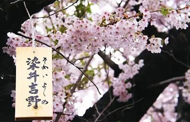 苗木圈内都在关注井吉野’樱的发展