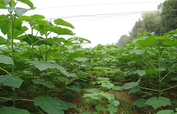 种植泡桐前景好、效益高