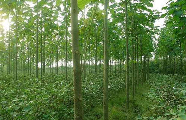 泡桐种植2.jpg