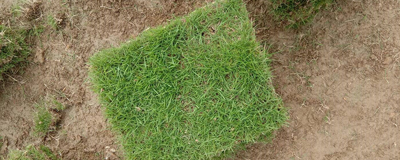 草坪基地