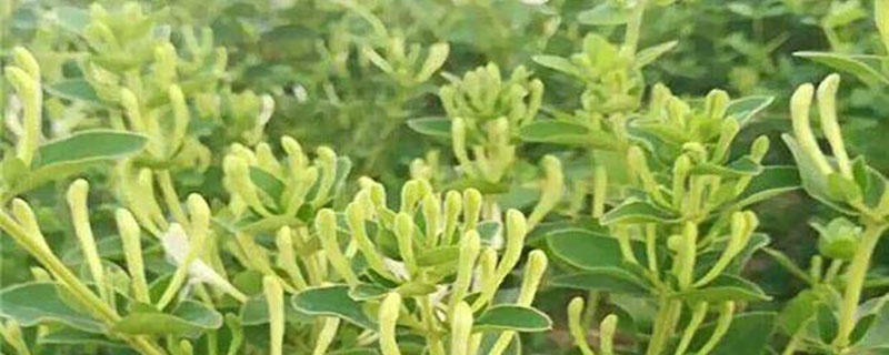 金银花种植技术与栽培管理