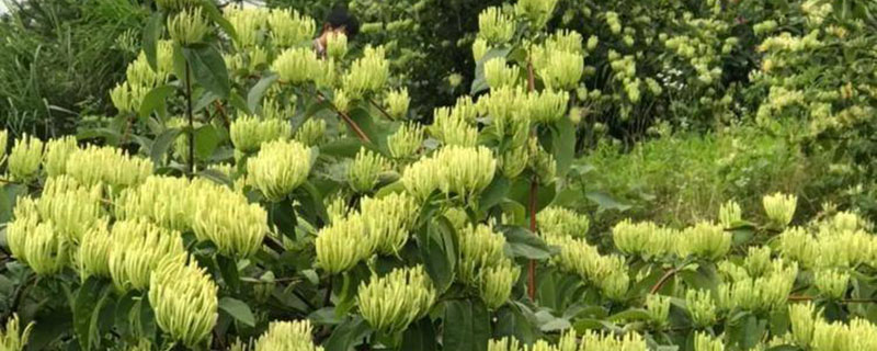 金银花适合什么季节种植