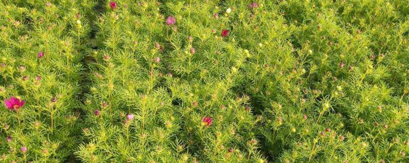 波斯菊小苗