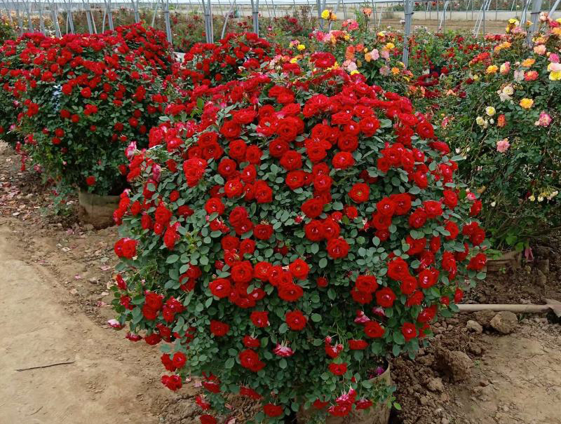 月季花球