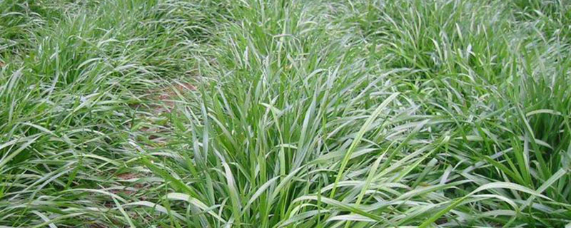 四季青的种植方法和时间 四季青的种植方法和时间