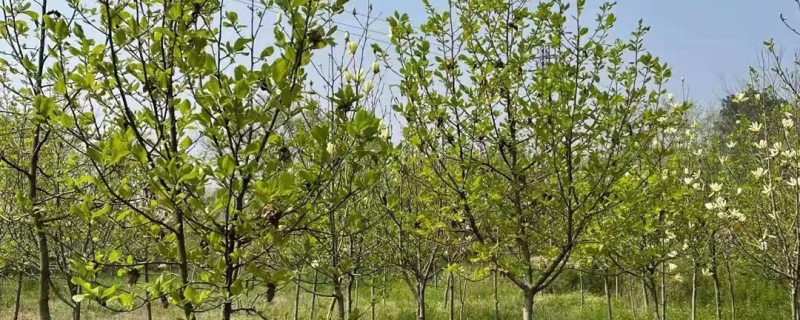 5公分黄玉兰