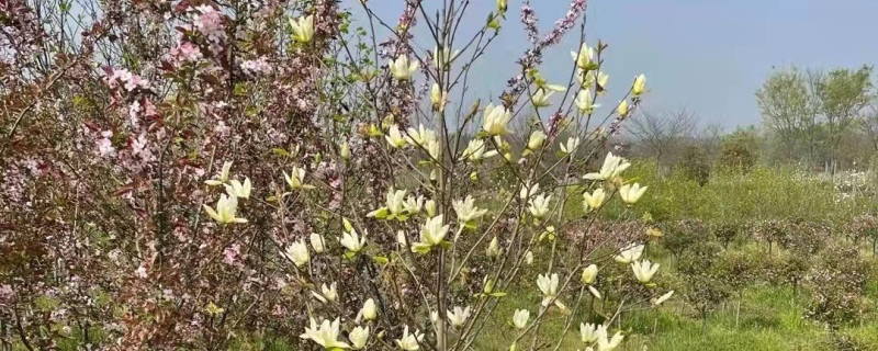 3公分黄玉兰