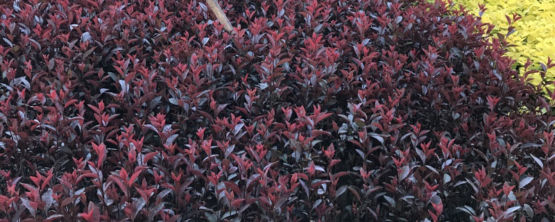 紫叶矮樱小苗