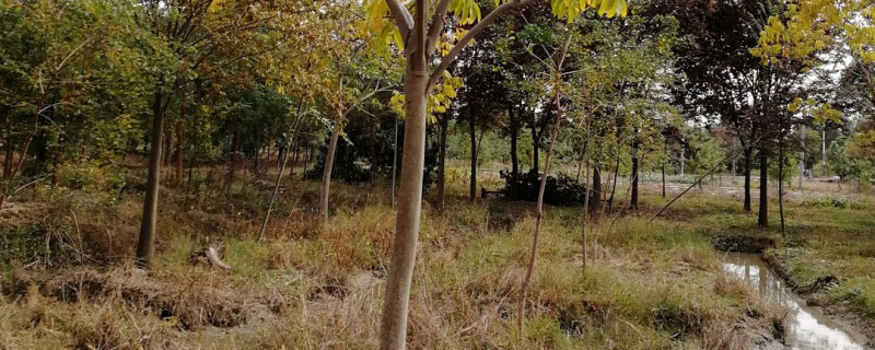 春季植树怎么提高成活率 春季植树怎么提高成活率