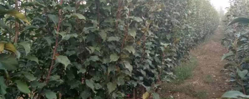 植树为什么选择春季