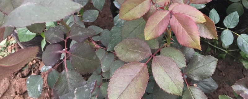 十大勤花月季排名 十大勤花月季排名