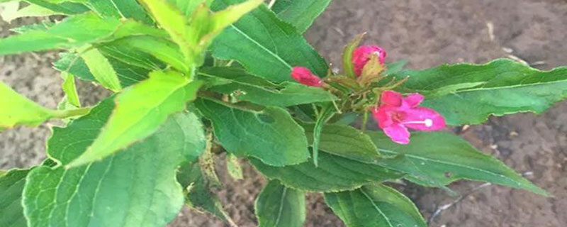 锦带花冬天落叶吗