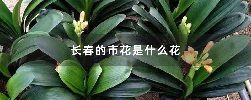 长春的市花是什么花