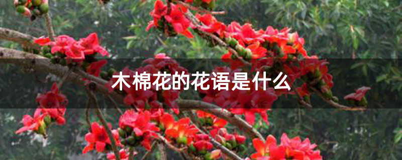 木棉花的花语是什么
