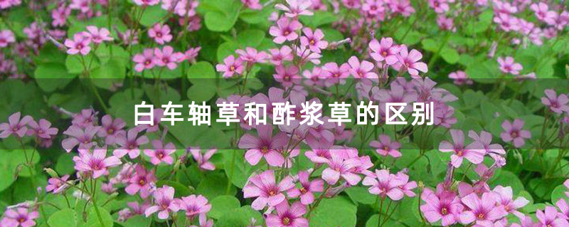 白车轴草和酢浆草的区别