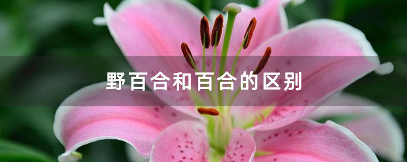 野百合和百合的区别